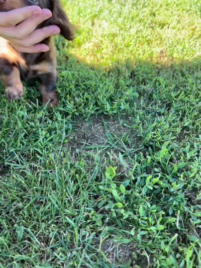 Miley, a female Miniature Dachshund for sale in Hamilton, OH – 6 of 6