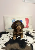Dunkin, a male Miniature Dachshund for sale in Hamilton, OH – 2 of 7