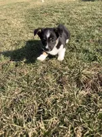 Rocky, a male Pembroke Welsh Corgi and Miniature Dachshund for sale in Hamilton, OH – Photo 2 of 4
