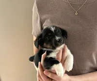 Rocky, a male Pembroke Welsh Corgi and Miniature Dachshund for sale in Hamilton, OH – Photo 1 of 4