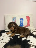 Dunkin, a male Miniature Dachshund for sale in Hamilton, OH – 3 of 7