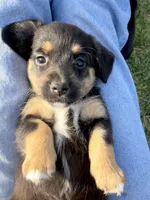 Millie , a female Pembroke Welsh Corgi and Miniature Dachshund for sale in Hamilton, OH – Photo 1 of 5