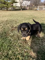 Millie , a female Pembroke Welsh Corgi and Miniature Dachshund for sale in Hamilton, OH – Photo 5 of 5
