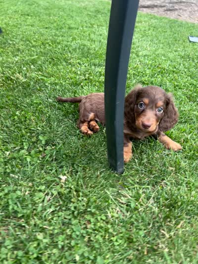 Dunkin, a male Miniature Dachshund for sale in Hamilton, OH – 7 of 7