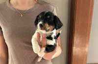 Bodie, a male Pembroke Welsh Corgi and Miniature Dachshund for sale in Hamilton, OH – Photo 1 of 3