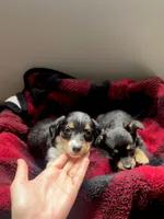 Bodie, a male Pembroke Welsh Corgi and Miniature Dachshund for sale in Hamilton, OH – Photo 3 of 3