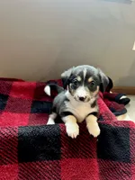 Dumpling , a female Pembroke Welsh Corgi and Miniature Dachshund for sale in Hamilton, OH – Photo 3 of 3