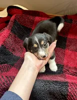 Dumpling , a female Pembroke Welsh Corgi and Miniature Dachshund for sale in Hamilton, OH – Photo 2 of 3