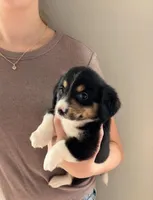 Dumpling , a female Pembroke Welsh Corgi and Miniature Dachshund for sale in Hamilton, OH – Photo 1 of 3