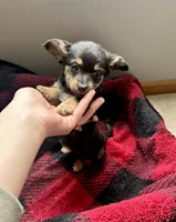 Baby, a female Pembroke Welsh Corgi and Miniature Dachshund for sale in Hamilton, OH – Photo 2 of 4