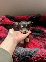 Baby, a female Pembroke Welsh Corgi and Miniature Dachshund for sale in Hamilton, OH – Photo 4 of 4