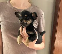 Baby, a female Pembroke Welsh Corgi and Miniature Dachshund for sale in Hamilton, OH – Photo 1 of 4