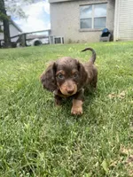 Dunkin, a male Miniature Dachshund for sale in Hamilton, OH – 4 of 7