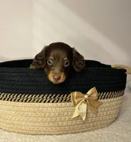 Miley, a female Miniature Dachshund for sale in Hamilton, OH – 5 of 6