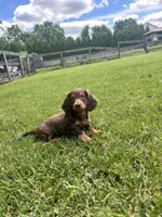 Dunkin, a male Miniature Dachshund for sale in Hamilton, OH – 5 of 7
