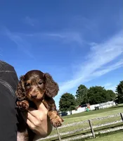 Dunkin, a male Miniature Dachshund for sale in Hamilton, OH – 6 of 7