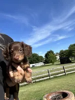 Miley, a female Miniature Dachshund for sale in Hamilton, OH – 4 of 6