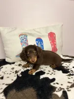 Miley, a female Miniature Dachshund for sale in Hamilton, OH – 3 of 6