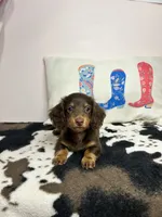 Miley, a female Miniature Dachshund for sale in Hamilton, OH – 2 of 6