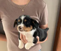 Reese, a male Pembroke Welsh Corgi and Miniature Dachshund for sale in Hamilton, OH – Photo 1 of 4