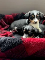 Reese, a male Pembroke Welsh Corgi and Miniature Dachshund for sale in Hamilton, OH – Photo 4 of 4