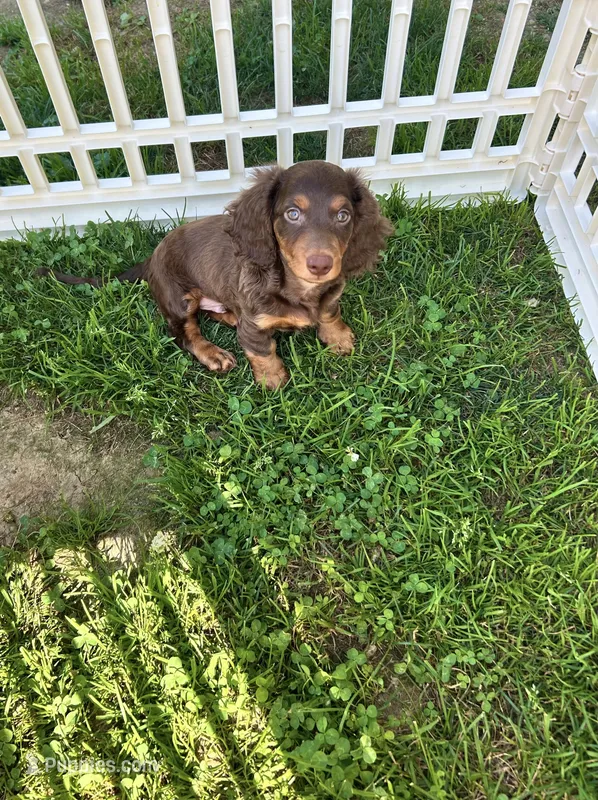 Dunkin – Miniature Dachshund puppy for sale in Hamilton, OH
