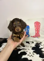 Dunkin, a male Miniature Dachshund for sale in Hamilton, OH – 1 of 7
