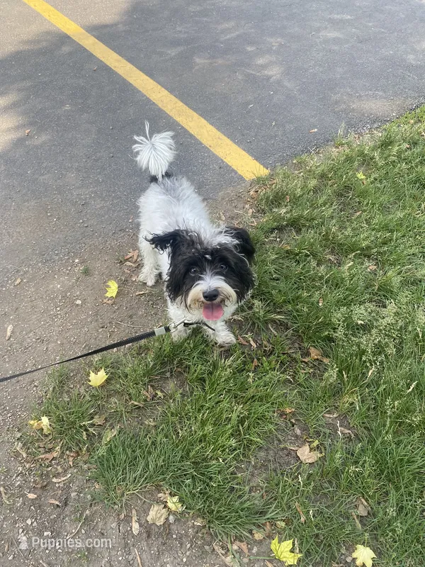 Oreo – Schnoodle puppy for sale in Des Plaines, IL