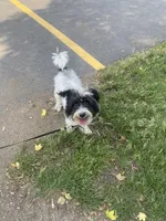 Oreo, a male Schnoodle for sale in Des Plaines, IL – 1 of 1