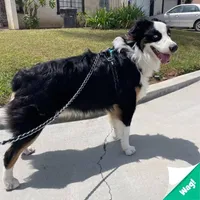 Koda, a male Australian Shepherd for sale in Riverside, CA – Photo 6 of 7