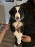 Koda, a male Australian Shepherd for sale in Riverside, CA – Photo 2 of 7