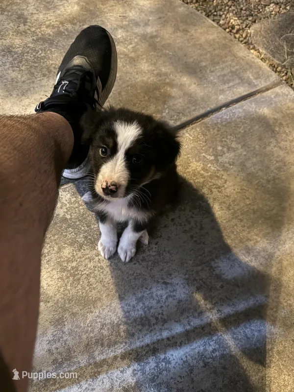 Koda – Australian Shepherd puppy for sale in Riverside, CA