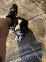 Koda, a male Australian Shepherd for sale in Riverside, CA – Photo 1 of 7