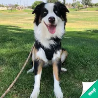 Koda, a male Australian Shepherd for sale in Riverside, CA – Photo 7 of 7