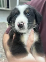 Koda, a male Australian Shepherd for sale in Riverside, CA – Photo 3 of 7