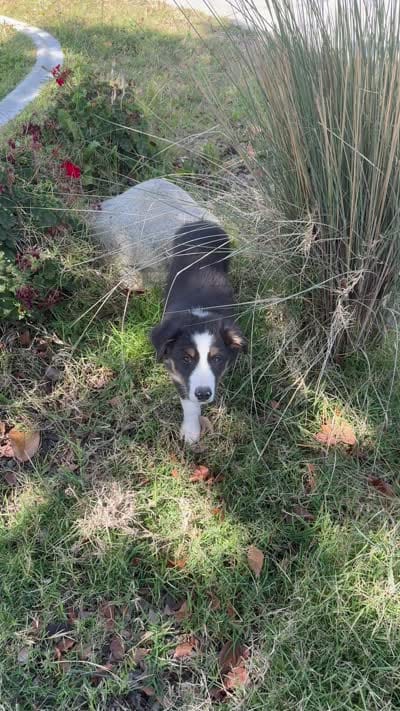 Koda, a male Australian Shepherd for sale in Riverside, CA – 4 of 9
