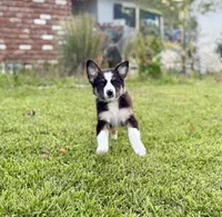 Koda, a male Australian Shepherd for sale in Riverside, CA – 2 of 9