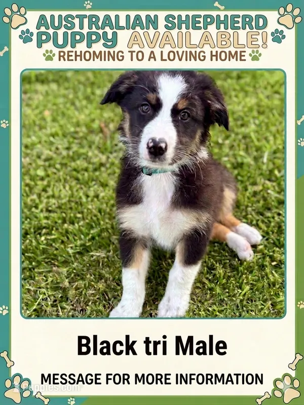 Koda – Australian Shepherd puppy for sale in Riverside, CA