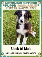 Koda, a male Australian Shepherd for sale in Riverside, CA – 1 of 9