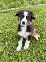 Koda, a male Australian Shepherd for sale in Riverside, CA – 3 of 9