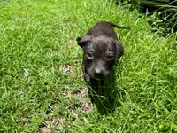 Georgia , a female American Pit Bull Terrier for sale in Kiln, MS – 3 of 10