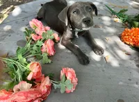 Zondo, a male American Pit Bull Terrier for sale in Kiln, MS – 3 of 10