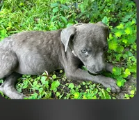 Gabriel , a female American Pit Bull Terrier for sale in Kiln, MS – 3 of 7