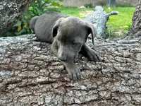 Zondo, a male American Pit Bull Terrier for sale in Kiln, MS – 7 of 10