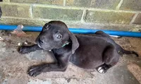 Georgia , a female American Pit Bull Terrier for sale in Kiln, MS – 5 of 10