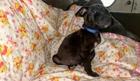 Georgie , a male American Pit Bull Terrier for sale in Kiln, MS – 7 of 9