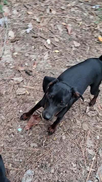 Jack, a male Miniature Pinscher for sale in Kiln, MS – 10 of 10
