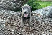 Zondo, a male American Pit Bull Terrier for sale in Kiln, MS – 5 of 10