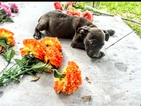 Georgie , a male American Pit Bull Terrier for sale in Kiln, MS – 4 of 9
