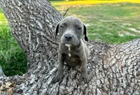 Zondo, a male American Pit Bull Terrier for sale in Kiln, MS – 8 of 10